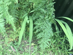 Crocosmia × crocosmiiflora