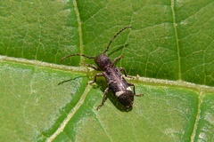 Psenocerus supernotatus