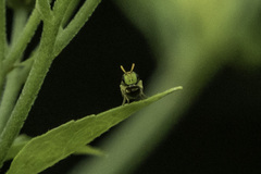 Pteromalidae