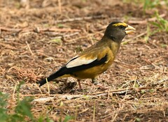Coccothraustes vespertinus