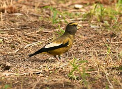 Coccothraustes vespertinus