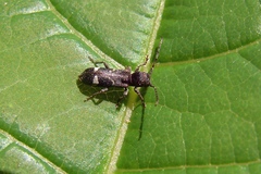 Psenocerus supernotatus