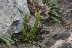 Polystichum kruckebergii