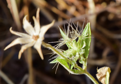 Pterocephalus plumosus