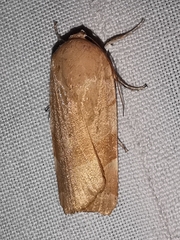 Noctua tirrenica