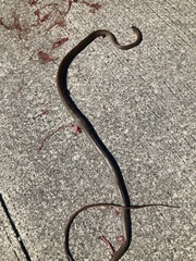 Mastigodryas melanolomus