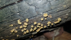 Oligonema verrucosum