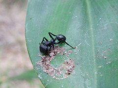 Cephalotes atratus