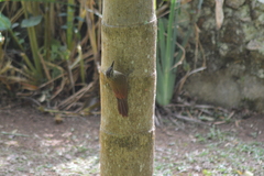 Dendrocolaptes platyrostris