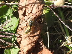Vespula