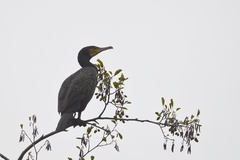Phalacrocorax carbo