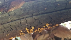 Oligonema verrucosum
