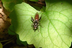 Xylota bicolor