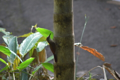 Dendrocolaptes platyrostris