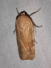 Noctua tirrenica