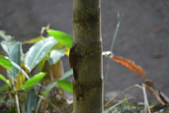 Dendrocolaptes platyrostris