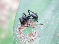 Cephalotes atratus