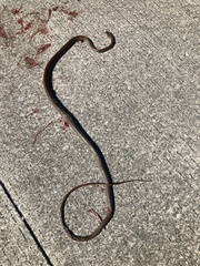 Mastigodryas melanolomus