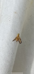 Icterica