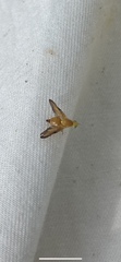 Icterica