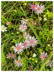 Drosanthemum candens
