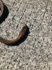 Mastigodryas melanolomus