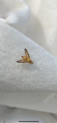 Icterica