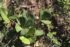 Cussonia thyrsiflora