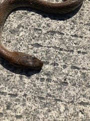 Mastigodryas melanolomus