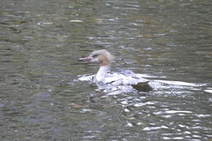 Mergus merganser