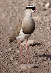 Vanellus coronatus