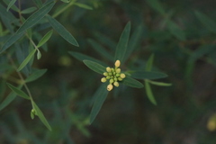 Pimelea neoanglica