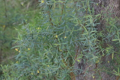 Pimelea neoanglica