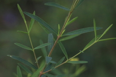 Pimelea neoanglica