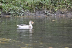 Anas platyrhynchos domesticus