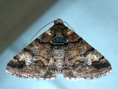 Cryphaea xylina