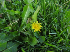 Apis mellifera