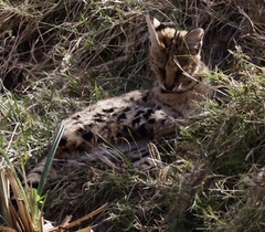 Leptailurus serval lipostictus