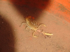 Paravaejovis spinigerus