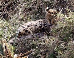 Leptailurus serval lipostictus