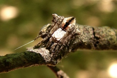 Eustala anastera