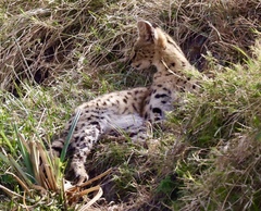 Leptailurus serval lipostictus