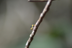 Themesia auricapilla