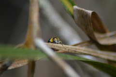 Themesia auricapilla