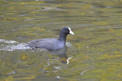 Fulica atra