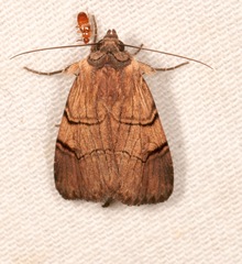 Dichagyris grotei