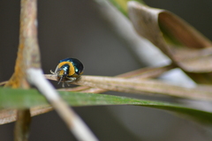 Themesia auricapilla