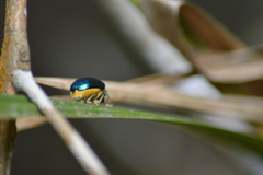 Themesia auricapilla