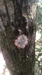 Herpothallon rubrocinctum