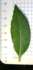 Cyclophyllum longipetalum